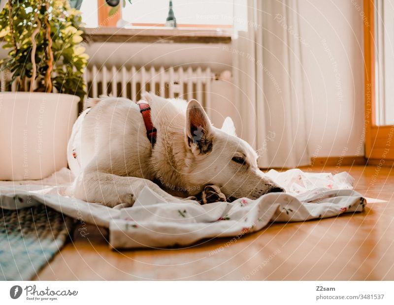 White shepherd dog relaxed Shepherd dog Dog Lie tranquillity Sleep Close-up Animal Pet Colour photo Animal portrait Shallow depth of field Cute Pelt