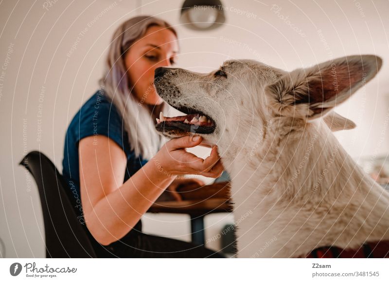 Home office with four-legged friend home office at home labour corona Dinner table contented relaxed Quarantine Business Workplace Lifestyle person Woman Dog