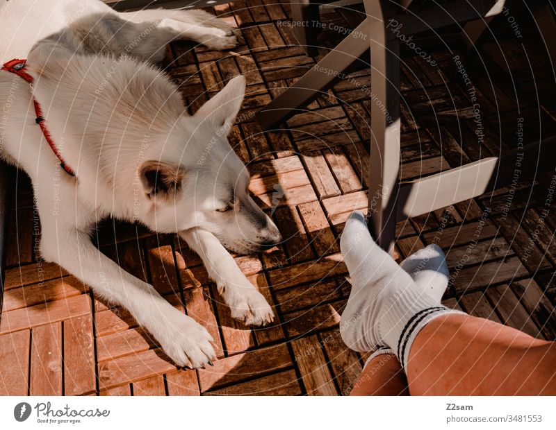 Relaxing with dog Dog Shepherd dog Pet relax Terrace Balcony Summer Sun Warmth Legs socks Lie Sleep chill Exterior shot Animal Animal portrait Relaxation