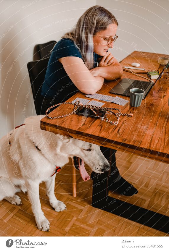 Home office with four-legged friend home office at home labour laptop Telephone mobile corona Dinner table contented relaxed Quarantine Computer Business