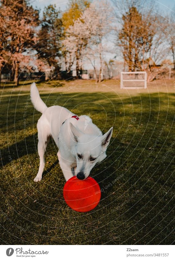 White shepherd dog plays with Frisbee Dog Shepherd dog Pet Meadow Foot ball Sun Warmth Walk the dog stroll Playing Nature Animal Exterior shot Landscape fun