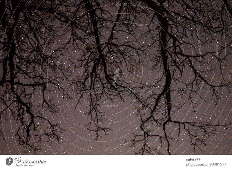 Starry sky with root-like branches in the foreground Night Nature Environment Tree Branches and twigs Astronomy stars Deserted Exterior shot Night sky