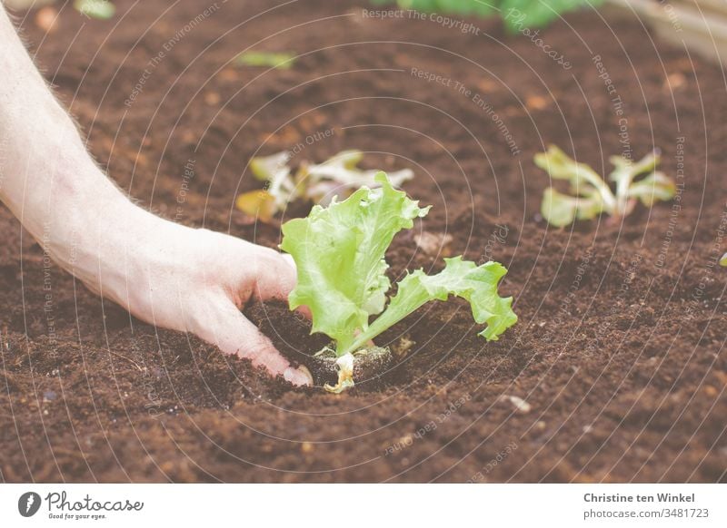 Hand of a young man planting salad Lettuce Salad leaf plants salad plant Garden Bed (Horticulture) Spring Gardening Nature Green Brown Plant Earth