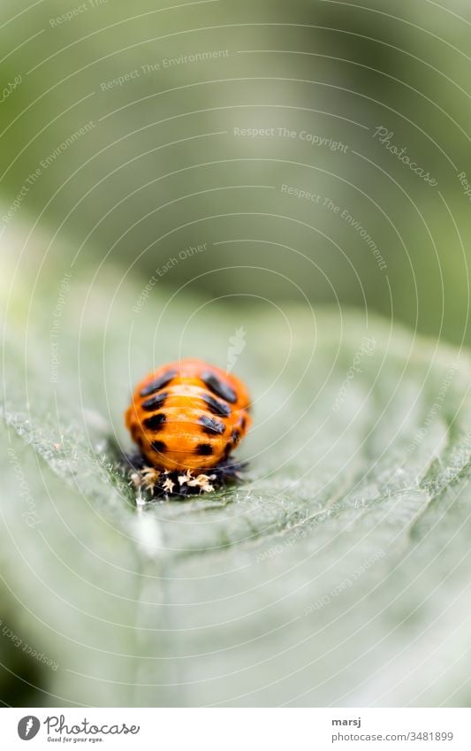 pupated ladybird larva on leaf Leaf Orange black spots Development developmental stage Life Future phase of life Small Cute