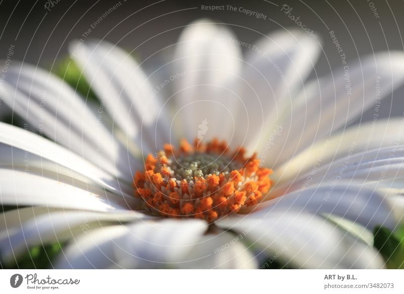 Gerbera in white Flower Blossom macro Close-up White Pure Purity flowery Delicate petals