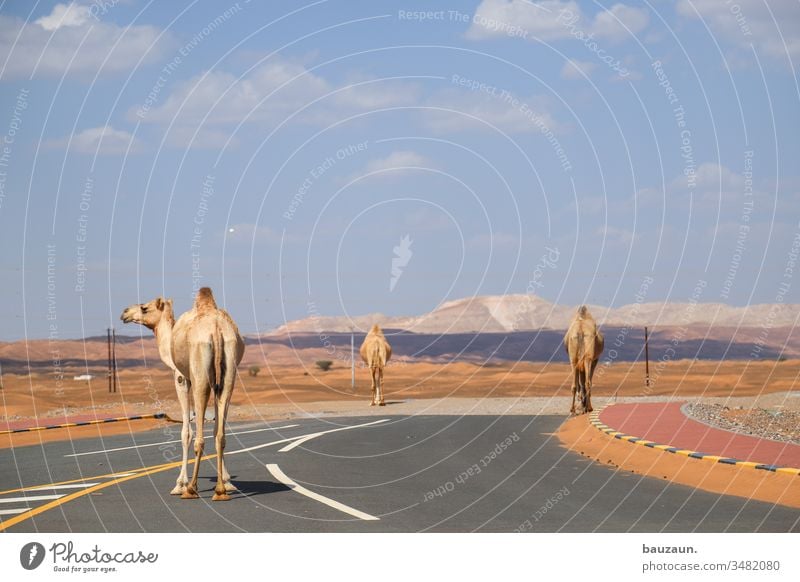 camels on road. Camels Street Desert Road traffic cross Left Sand Dromedary Oman Sky Sahara Tourism Vacation & Travel Summer Arabia Hot Animal Colour photo