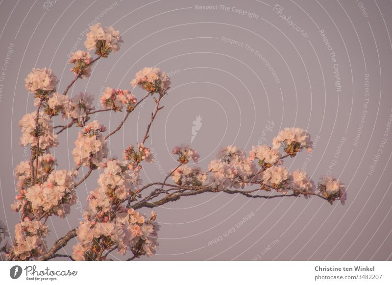 Pink flowers of the ornamental cherry/Prunus serrulata in front of a blue sky Ornamental cherry Blossom Spring Cherry blossom Nature Tree Exterior shot