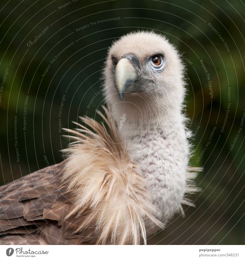 feather boa Safari Animal Wild animal Bird Animal face Wing Zoo 1 Aggression Threat animal park Falconer Vulture Deserted Shallow depth of field Long shot