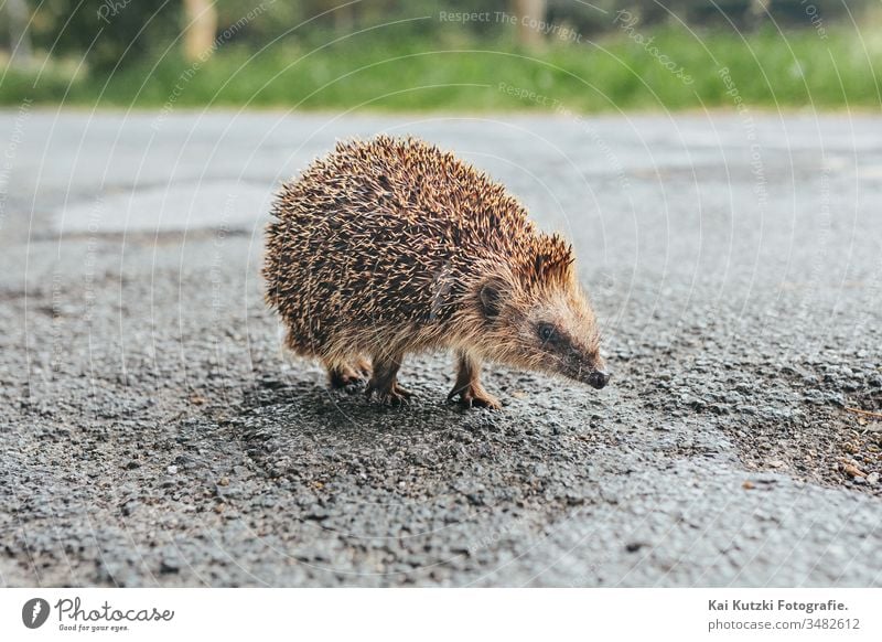 baby Hedgehog on a street in northern Germany animal baby animal baby animals blurred background brown closeup cute cute animal cute animals declining species