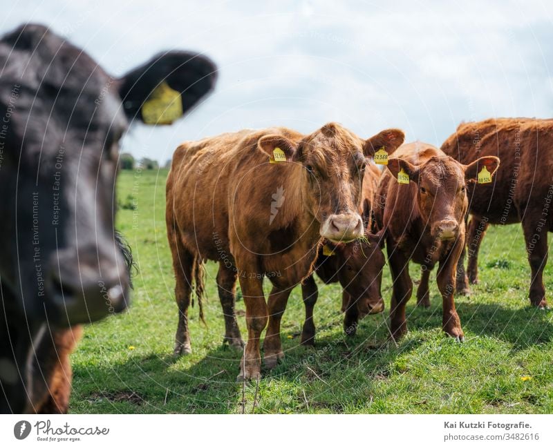 Cows on a pasture in northern Germany cows Cattleherd Herd Meadow Livestock Cattle breeding Livestock breeding Sun Willow tree Farm animal Exterior shot Animal