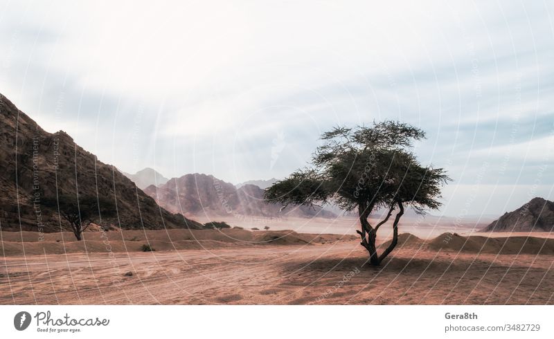 sun rays shine on a tree in the desert without people in Egypt Africa Eden Sharm el Sheikh alone bright clouds colored dark deserted destination evening exotic