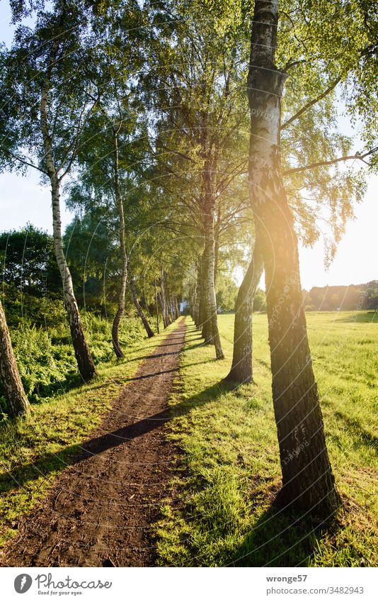 Narrow birch-lined path in the village of Schwaan off Lanes & trails birches Birch avenue Footpath natural Back-light Flare Sunlight Warmth Nature Exterior shot