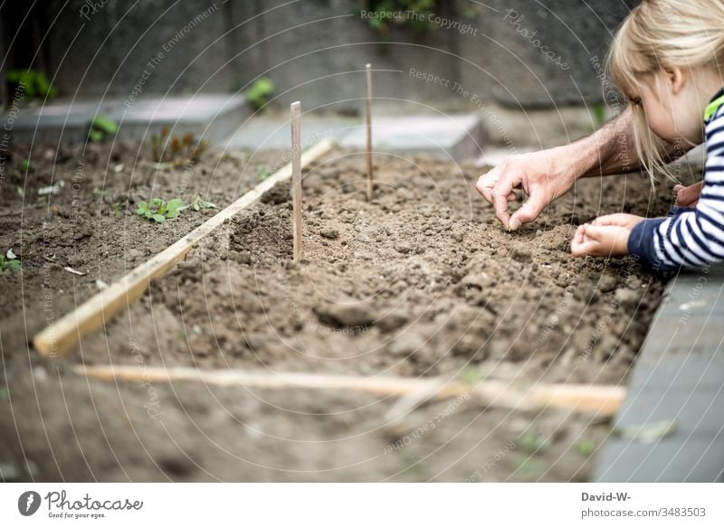 Girl and father planting a bed of seeds Garden Bed (Horticulture) Seed Child Sustainability sustainability Toddler Study Environment Eco-friendly Garden plants