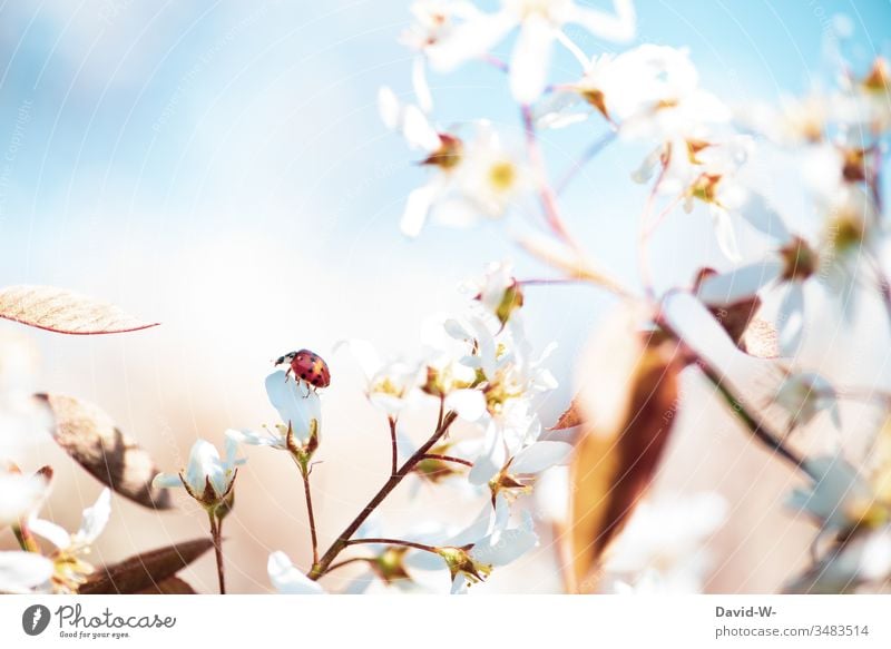 Ladybird sitting on a blossom of the rock pear sits Sit Crawl crawling beetle crawls Small already beautifully wax Growth Summer spring Summer's day Sky Blue