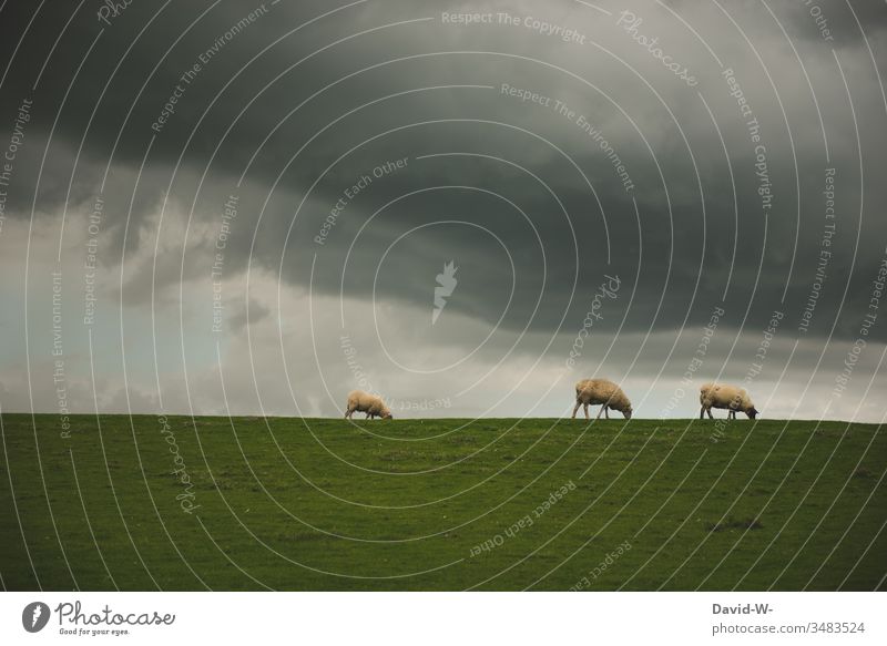 Eating sheep on a dike. Storm is imminent Dike To feed Storm warning Clouds Gray somber Dark Exterior shot Threat Weather Storm clouds Bad weather