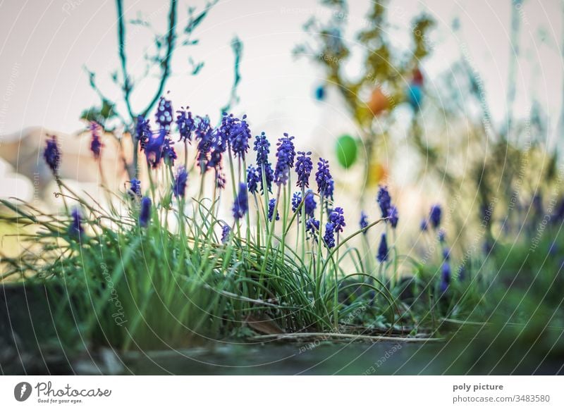 Grape hyacinths in the allotment garden at Easter germinating natural event Plant preservation plants explore Domestic happiness environmental awareness