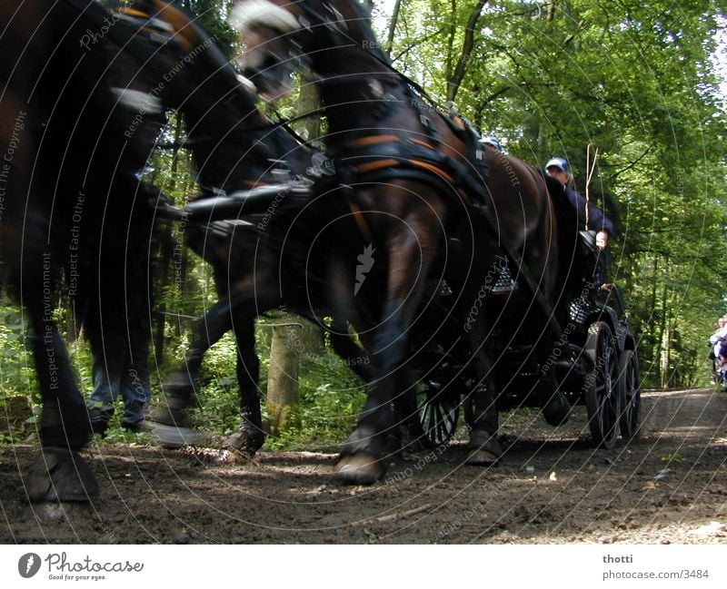 speed Horse-drawn carriage Chauffeur Coachman Carriage and four Motion blur Haste Dynamics