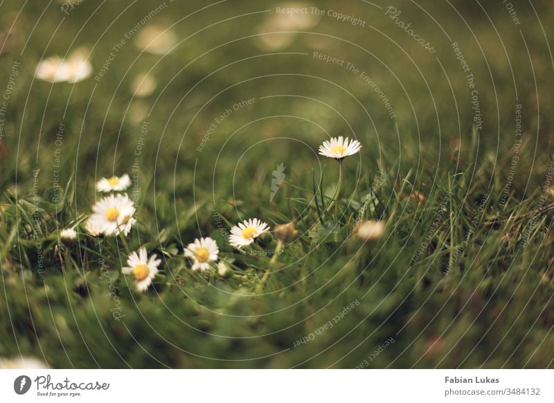 Daisies in the grass Daisy Grass Summer Green Meadow Blossom Flower Nature Garden Exterior shot Close-up Lawn Plant Colour photo