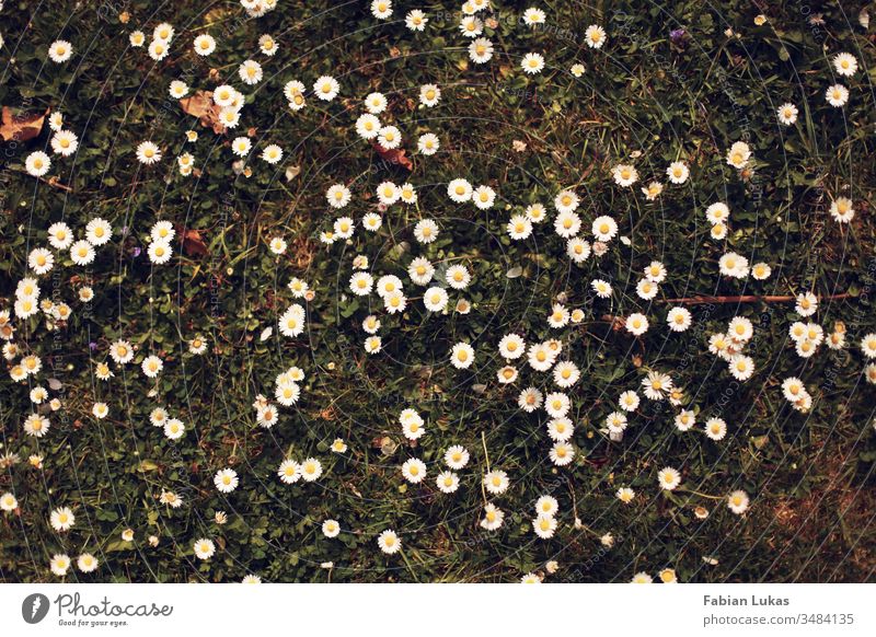 Many daisies in the grass frontally from above Grass Daisy Meadow daisy meadow Summer Green Garden Blossom Lawn Nature Exterior shot Plant