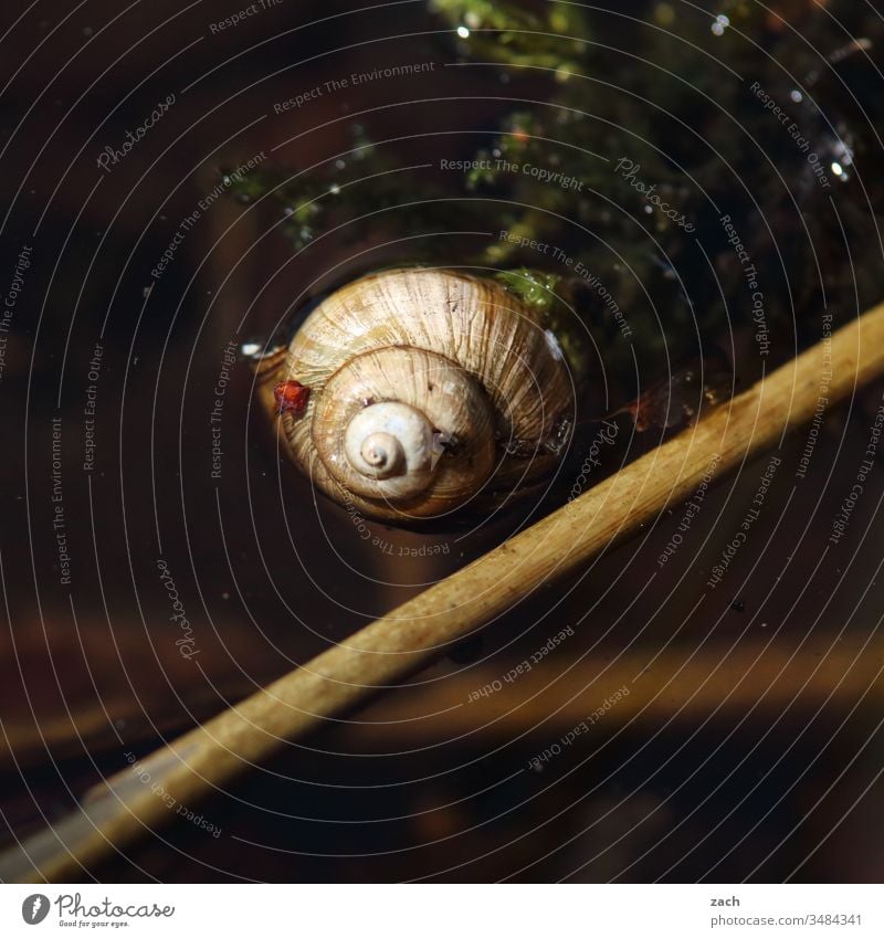 Floating snail in a lake Animal 1 Nature Wild animal Lake Water Brown Crumpet Snail shell Environment