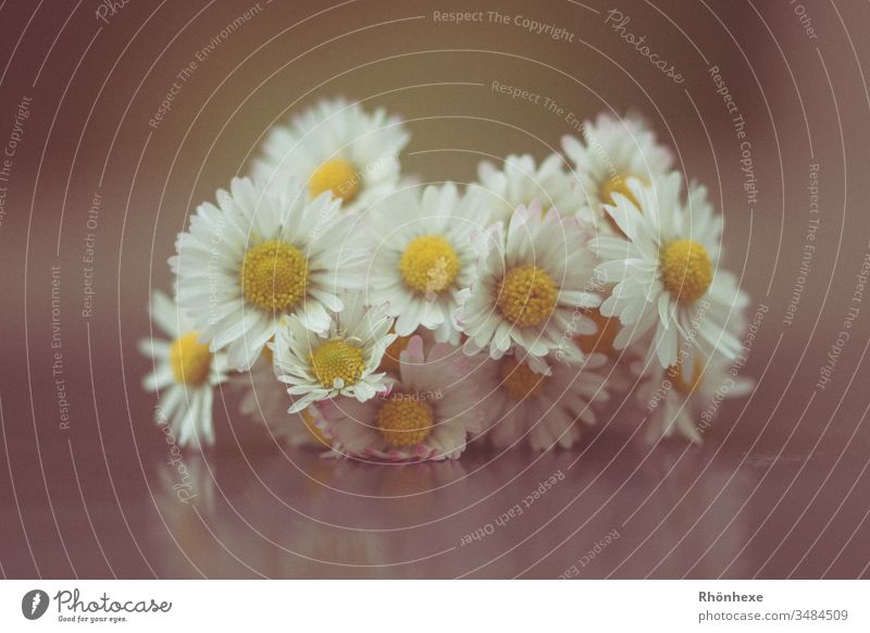 a bunch of daisies Daisy Spring White Macro (Extreme close-up) Still Life Close-up Interior shot Blossom Plant Colour photo Deep depth of field Deserted