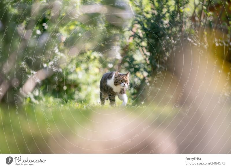 British shorthair cat runs through nature in spring Cat pets One animal purebred cat shorthaired cat British Shorthair tabby White Outdoors Green Lawn Meadow