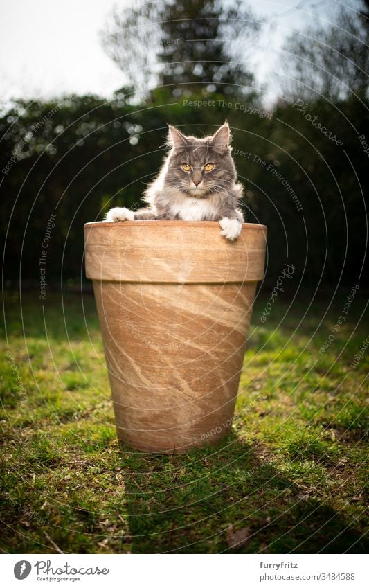 cute Maine Coon cat in a flower pot Cat pets One animal purebred cat Longhaired cat maine coon cat White blue blotched Outdoors Green Lawn Meadow Grass Garden