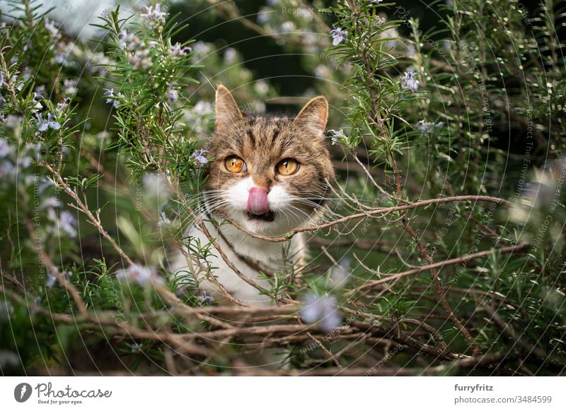 British shorthair cat hiding in flowering rosemary bush Cat pets One animal purebred cat shorthaired cat British Shorthair tabby White Outdoors Green Lawn