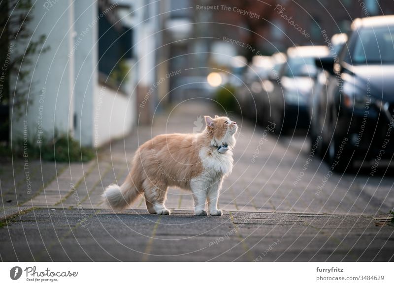 curious Maine Coon cat, standing on the sidewalk of a public street and wearing a GPS tracker on his collar Cat pets One animal purebred cat Longhaired cat