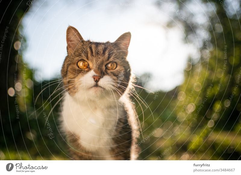 Portrait of a British Shorthair cat in nature Cat pets One animal purebred cat shorthaired cat tabby White Outdoors Green Lawn Meadow Grass Garden