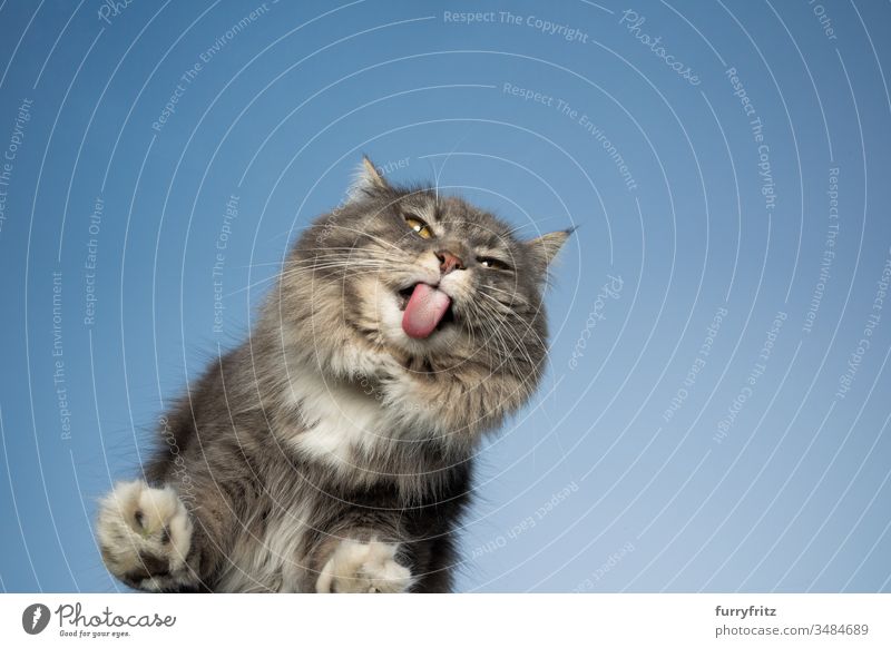 cute Maine Coon cat licking a windowpane in front of a blue sky Cat pets One animal purebred cat Longhaired cat maine coon cat White blue blotched Outdoors