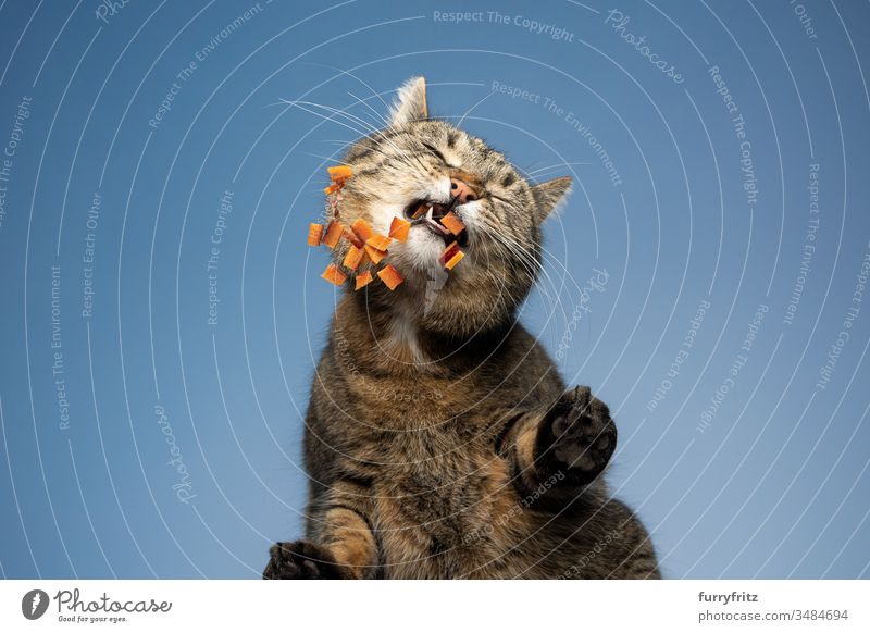 Bottom view of a cat eating dry food Cat pets One animal mixed breed cat shorthaired cat tabby Outdoors feline Pelt Blue background Sky Window Glass underneath