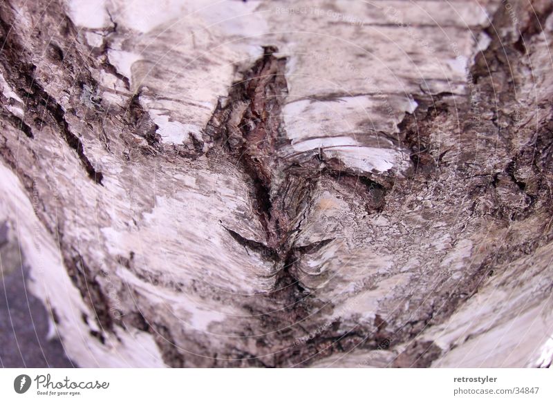 tree bark Tree Tree bark Pattern Birch tree Structures and shapes Macro (Extreme close-up) Close-up