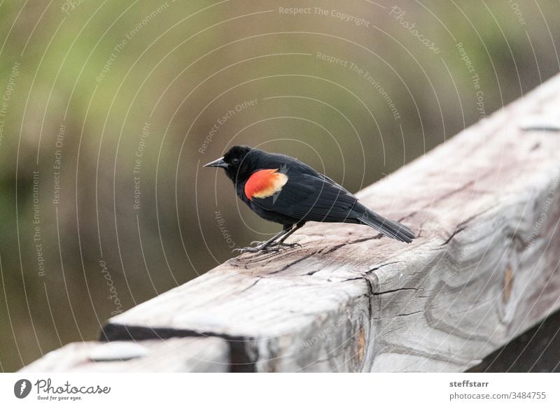 Male red winged blackbird Agelaius phoeniceus perches on a fence Bird male red-winged blackbird wild bird nature wildlife red wings gold animal Florida bird