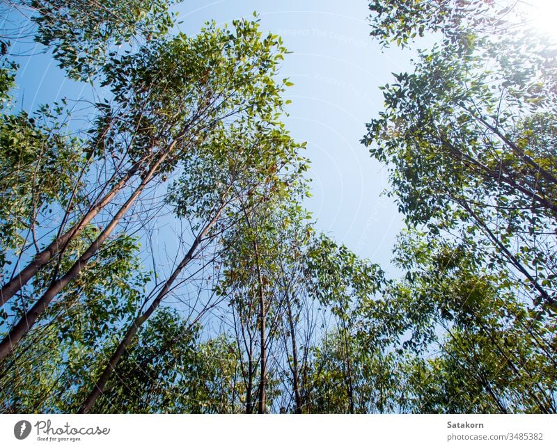 View at the treetop of eucalyptus trees in the farmland sky wood nature agriculture background leaf industrial branches cellulose green wallpaper plant