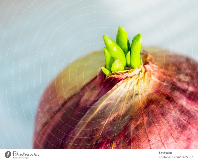 New bud leaves of red onion green plant leaf new young vegetable growth sprout nature food healthy fresh organic purple ingredient raw brown botany background