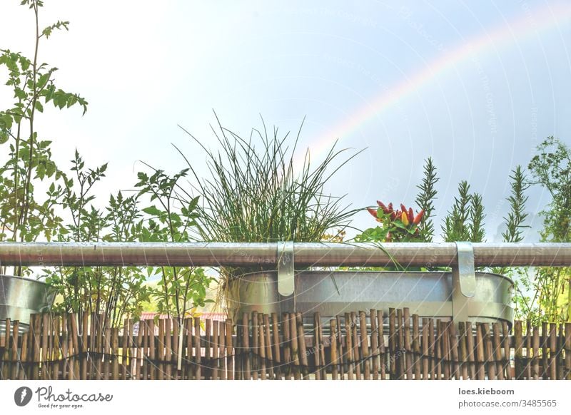 Balcony home garden with herbs and young plants with rainbow balcony green city nature flower house natural outdoor vegetable botanical fresh grow leaf patio