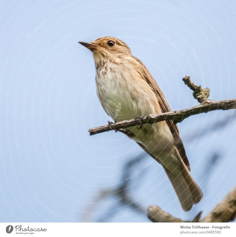 Spotted Flycatcher Portrait striated muscicapa Old World flycatcher Head Beak Eyes feathers plumage Grand piano Legs Claw Tree Branch Twig Sky Sun sunshine