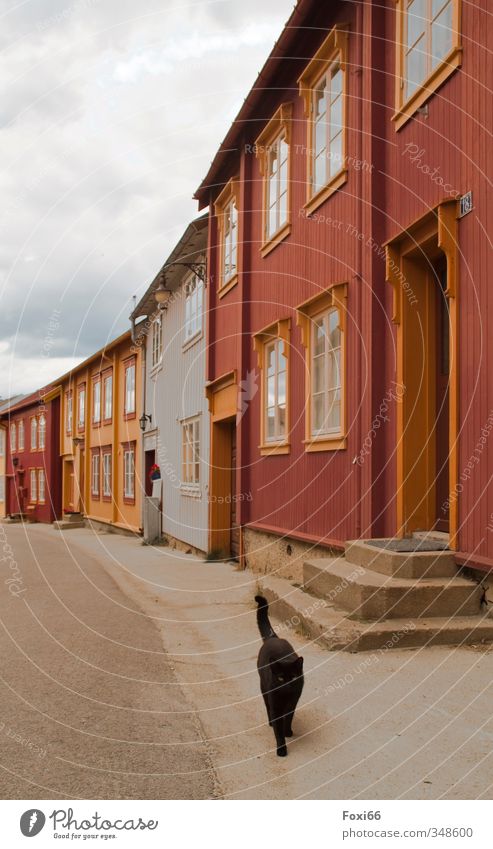 no one to see Village Old town Deserted mining town Facade Tourist Attraction Pet Cat 1 Animal Stone Concrete Wood Historic Orange Red Black Moody Beautiful