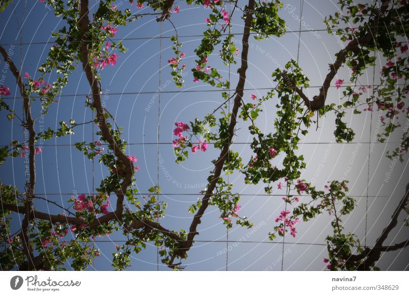 blossom canopy Exotic Summer Plant Blossom Bougainvillea Garden Park Blossoming Relaxation Living or residing Under Blue Green Pink Contentment Wanderlust