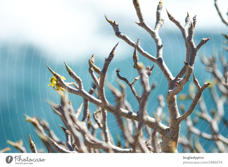 Mediterranean plant (Euphorbia) with buds with turquoise, blurred sea in the background on Tenerife in spring Plant Euphorbiaceae Coast wax Ocean Blue blue sea