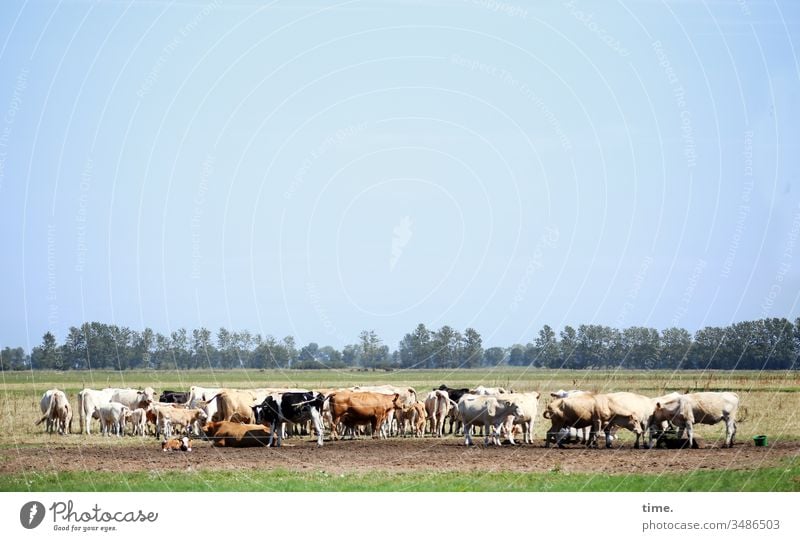 The moo of the cow | sound ::: and many cows make trouble (admittedly not so much in open pasture under the open sky with good social contacts) Cow Willow tree