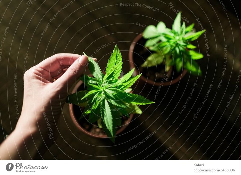 Cannabis cultivation at home Hemp nurse Hand extension Plant Agricultural crop Alternative medicine hemp plant Cannabis plant thc Close-up Smoking Intoxication