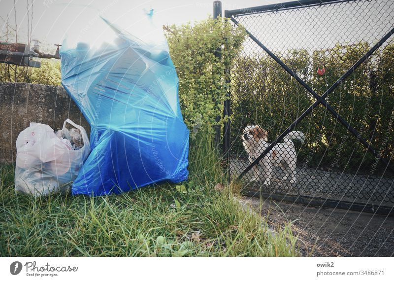 buddy Garden garden door Grating Dog pinscher watch vigilantly Testing & Control observantly Observe inquisitorial waste Trash Garbage bags Blue Stand