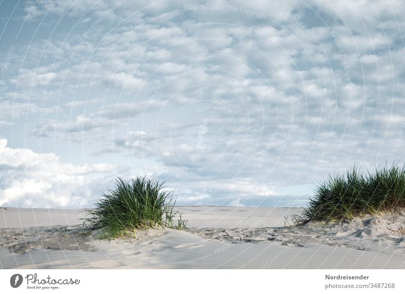 Sand Dune grass and sheep clouds Baltic Sea North Sea dune Beach Marram grass Coast Ocean ocean wide Horizon vacation Tourism Blown away marram grass Maritime