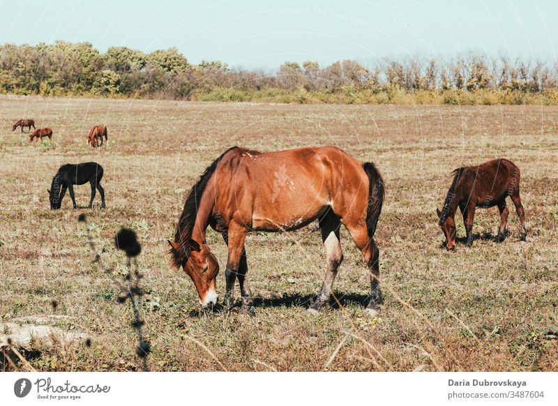 brown horses in the pasture landscape animal field nature farm grass summer stallion young grazing beauty natural wildlife equine autumn mare ranch tree green