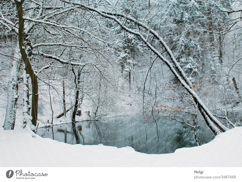 Winter at the Blue Lake in the Teutoburg Forest Forest lake blue lake Snow Idyll Water chill Tree reflection White Gray Black Landscape Nature Environment Cold