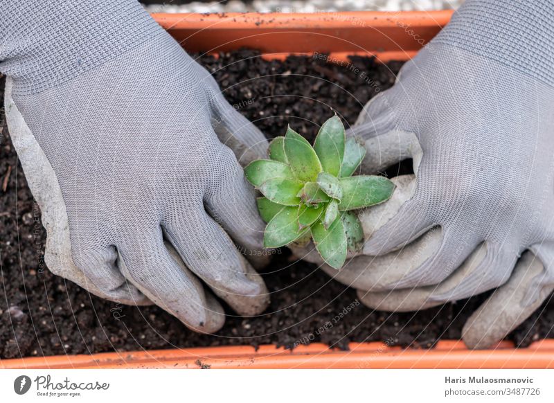 Hands planting common houseleek plant in garden close up, top view botany care closeup color cultivate cultivated cultivating dirt earth environment equipment