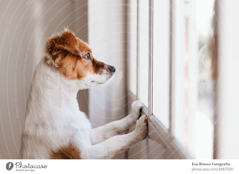 Jack russell dog at home looking by the window searching or waiting for his owner. Pets indoors jack russell cute small pets loyal miss love sorry view tranquil