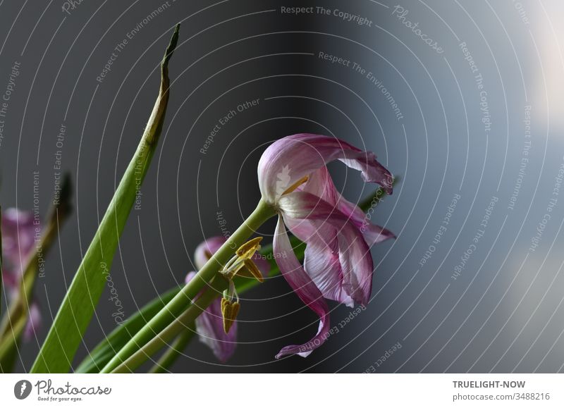 In the increasing morning light the green leaves at the top began to take on the black colour of death while the pale pink tulip flowers turned away to die as well